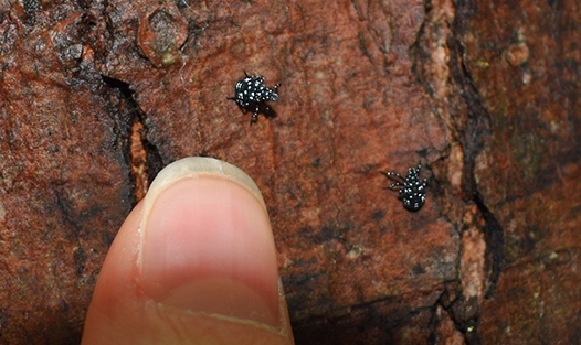 Spotted Lanternfly Eggs Are Now Hatching in Massachusetts, read more on our pest blog: massnrc.org/pests/blog/?p=…