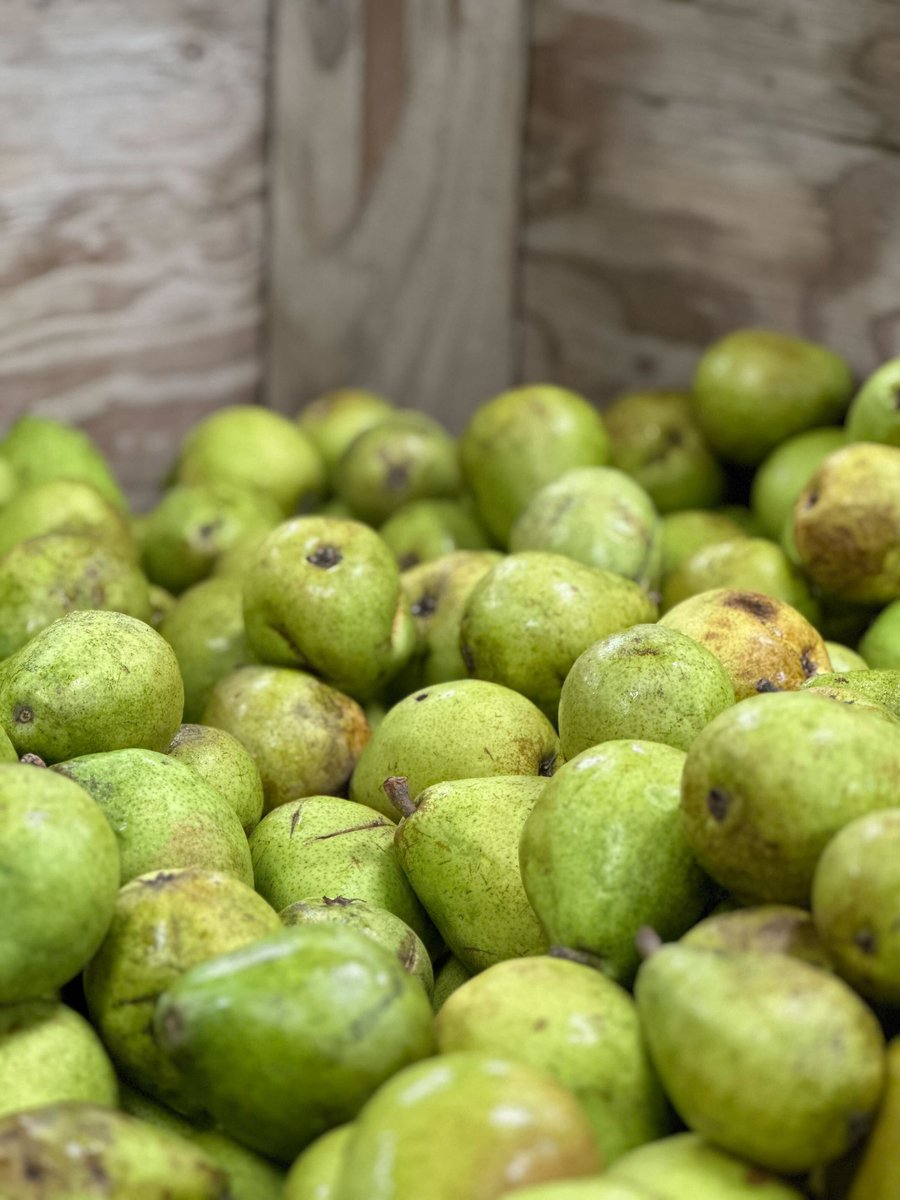 C_Bendickson's tweet image. Shout out to our amazing @ItronInc #community volunteers who #resourcefully bagged 6,037 lbs of pears @2HarvestINW, feeding hungry families in our region!!! Together we can create a positive social impact in our communities &amp;amp; more #resourceful world. #ItronGives #volunteer #CSR