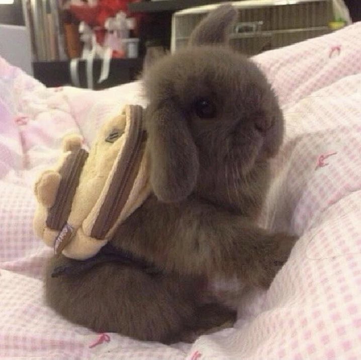 heartipink's tweet image. bunny wears backpack