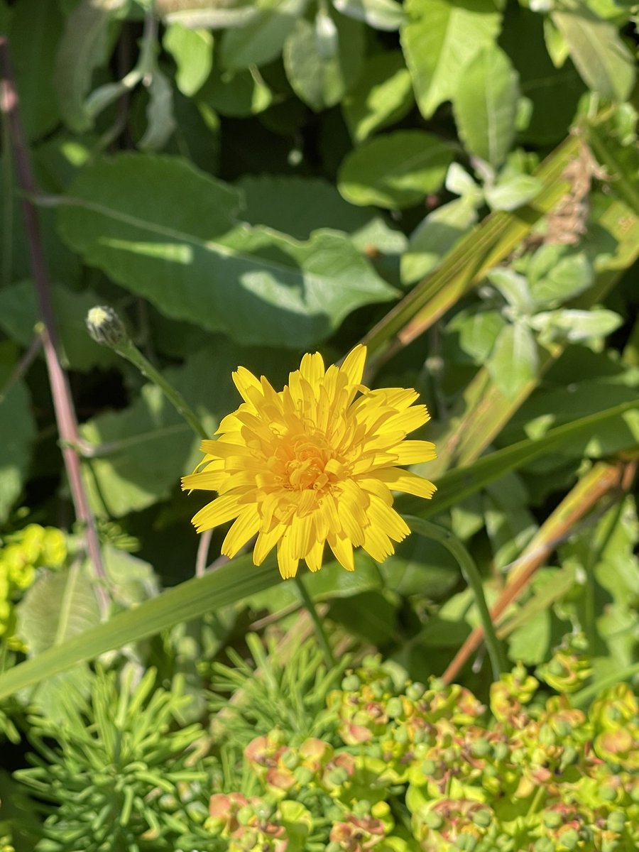 Celebrating @biggreenweek in the #Uist sun today 🌞 #wildflowers #friends 
#BeingCoop