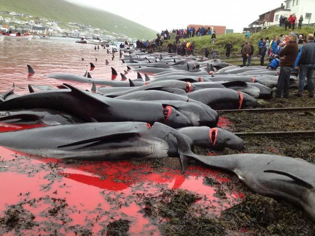 #Stopthegrind If I did this to any animal I would bow my head in shame. We need every single whale, one second free the next thrown over the cliffs full carcasses. Supermarkets are full of modern day food in the FaroeIslands. No tradition here more like a sport. #dont visit.