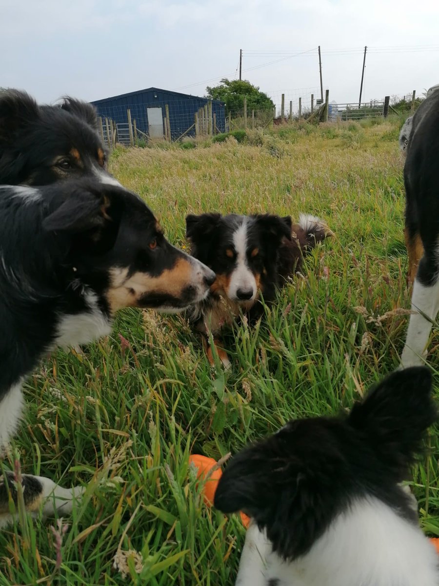 HartCollie's tweet photo. #RubyTheRescue found a "snake" (toy!) in the field this morning and her 'uncles' felt they should make sure she's safe 🤣. 💕💕💕💕 https://t.co/xWmRrWWJVb