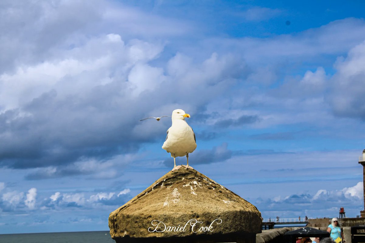 This little guys been enjoying the sun 🏖 ☀️ 

#seaside #seagull #seagulls #bluesky #sea #sun  #birds #birdphotography #birdlovers #photography #photos #photographers  #yorkshirephotographer #Whitby #animalphotography #animal #outsidephotography  #outside #outdoors