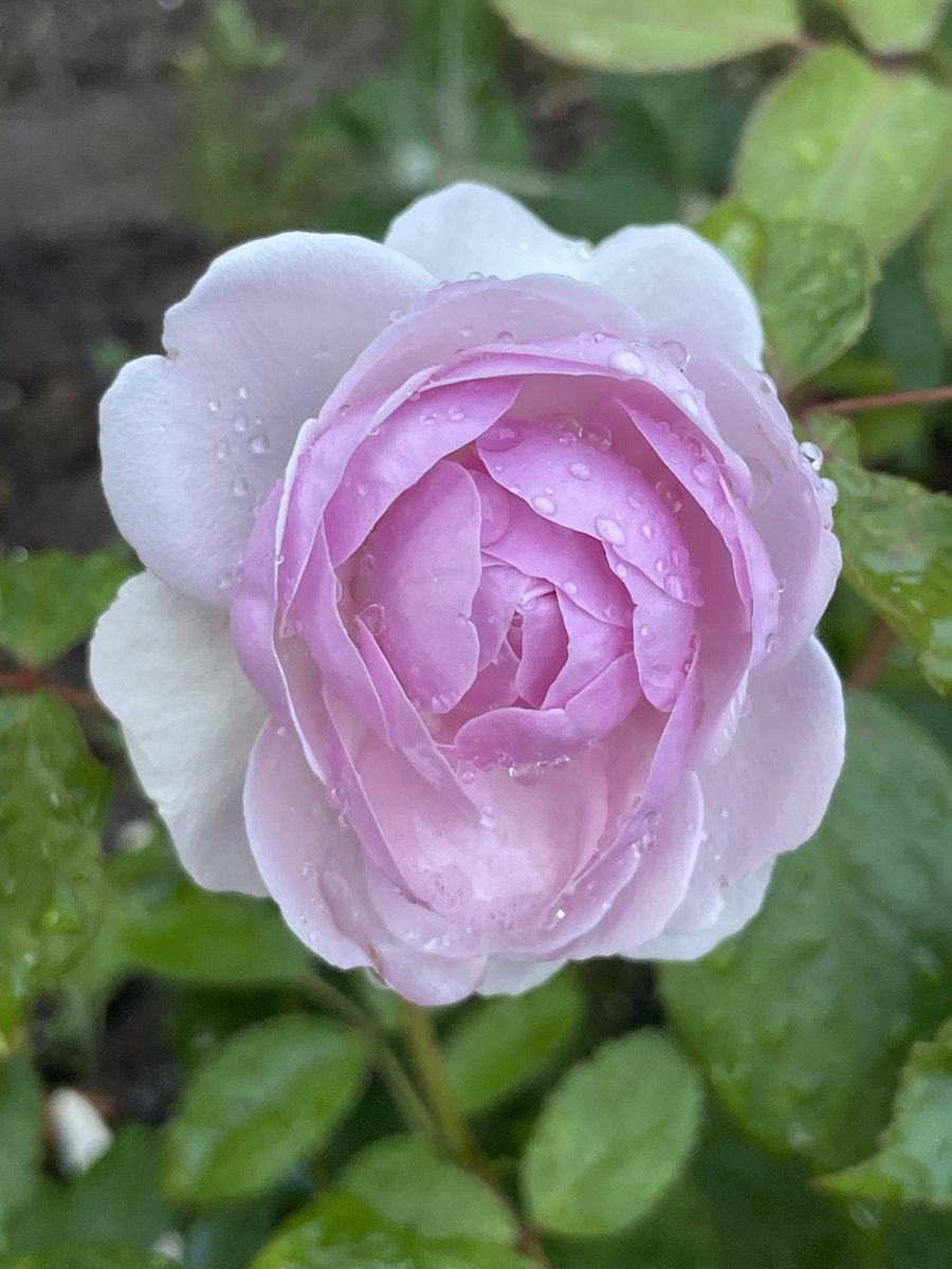 A gorgeous soft pink rose for #RoseWednesday #GardeningTwitter