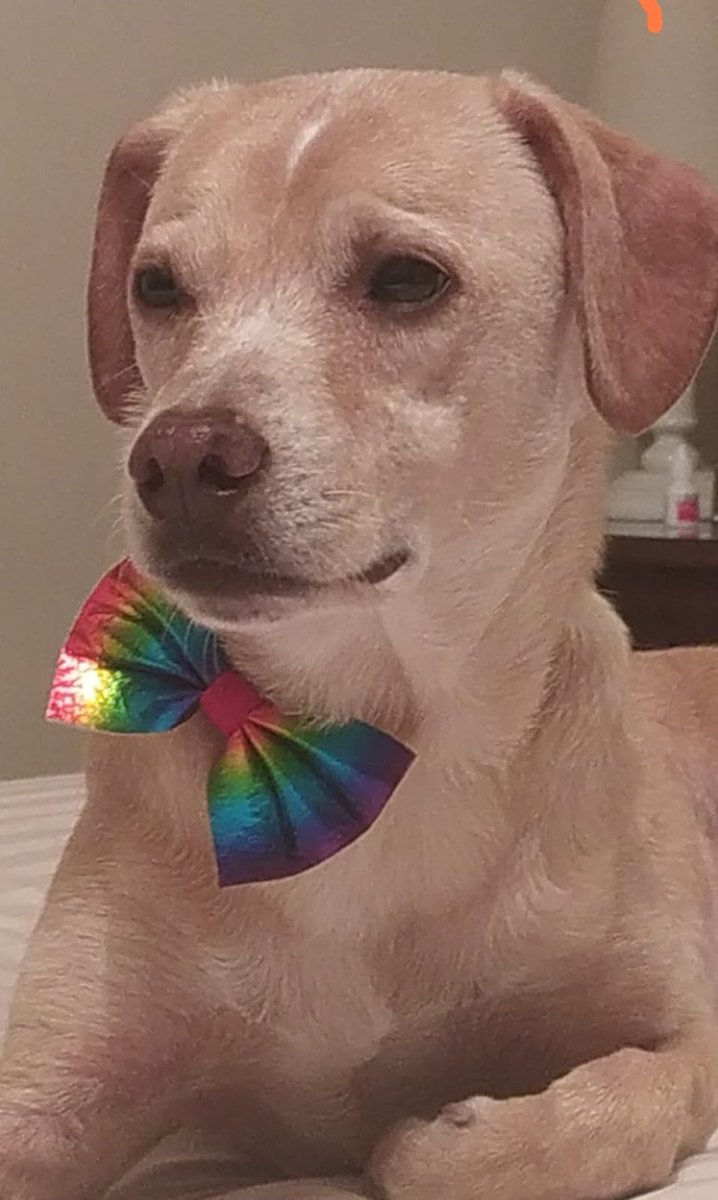 AleBarr36474869's tweet photo. #pridedog 🏳️‍🌈😍 #pride #PrideMonth2023 https://t.co/ea29eQadkF