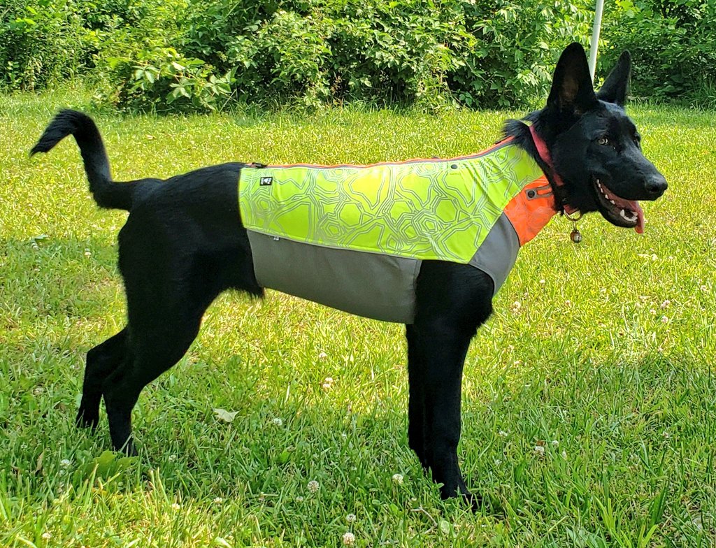 K9Garm's tweet photo. Goofy girl. 

So this is her xl vest, i need to move her to her xxl vest. Im sure she will outgrow that in no time as well. Disappointed too as @HurttaAmerica doesn't make em any larger than that and these are FANTASTIC vests. #bigdogproblems https://t.co/enG6MlcNzi