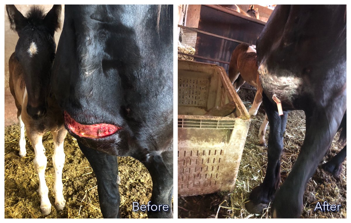 An incredible before and after example from a wound Dr. Novick recently treated.  #horsecare #horses #equine #equinevet #horse