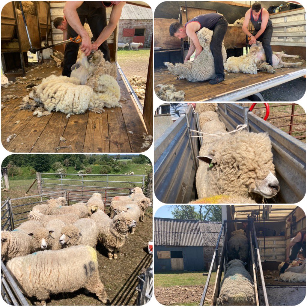 Today was #shearing day for the girls.

Short back and sides all round but they’ll be feeling so much better especially in this heat.

Thanks to the shearing team for today.

A good day, albeit very 🥵

#nativebreeds #ryelands #GoNative #wool #sustainable #shearingtime