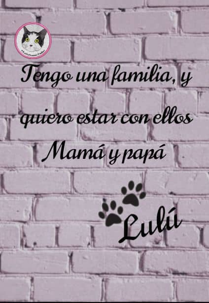 Gracilaria235's tweet photo. #14Jun.  #MascotasEstelar y #CAROLINACORONA, #Isolina, #Machu  en #SafariCarabobo y la veterinaria  #Carmen "La Mata Perros"  en  SanDiego. CUMPLAN  con su responsabilidad  para lo que fueron contratada . #LuluEsDeTodos #LuluSomosTodos #DevuélvanALulu #Seguimos #SeBusca https://t.co/LzglB4HVOG