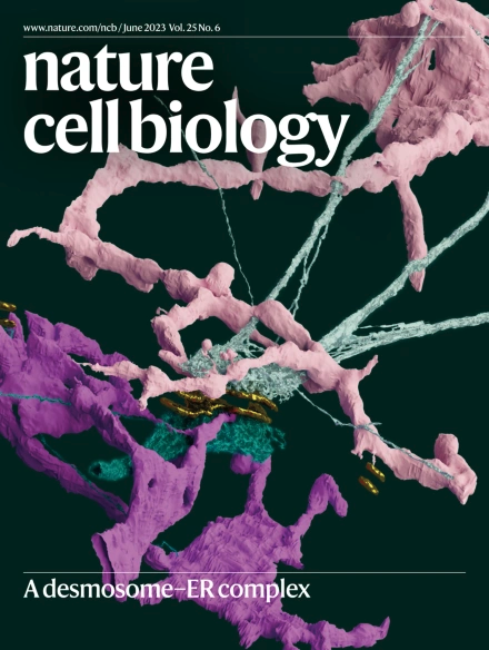 The desmosome, normally toiling away in obscurity, finds itself on the cover of @NatureCellBio by way the ER! We are excited to see our work in press along with a News and Views commentary by Harmon and @GottardiLab nature.com/articles/s4155…