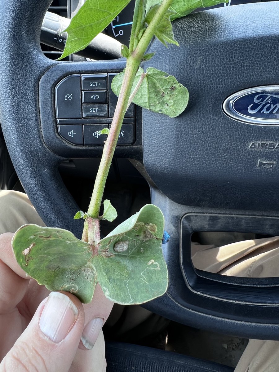 Hank Jones tweet media