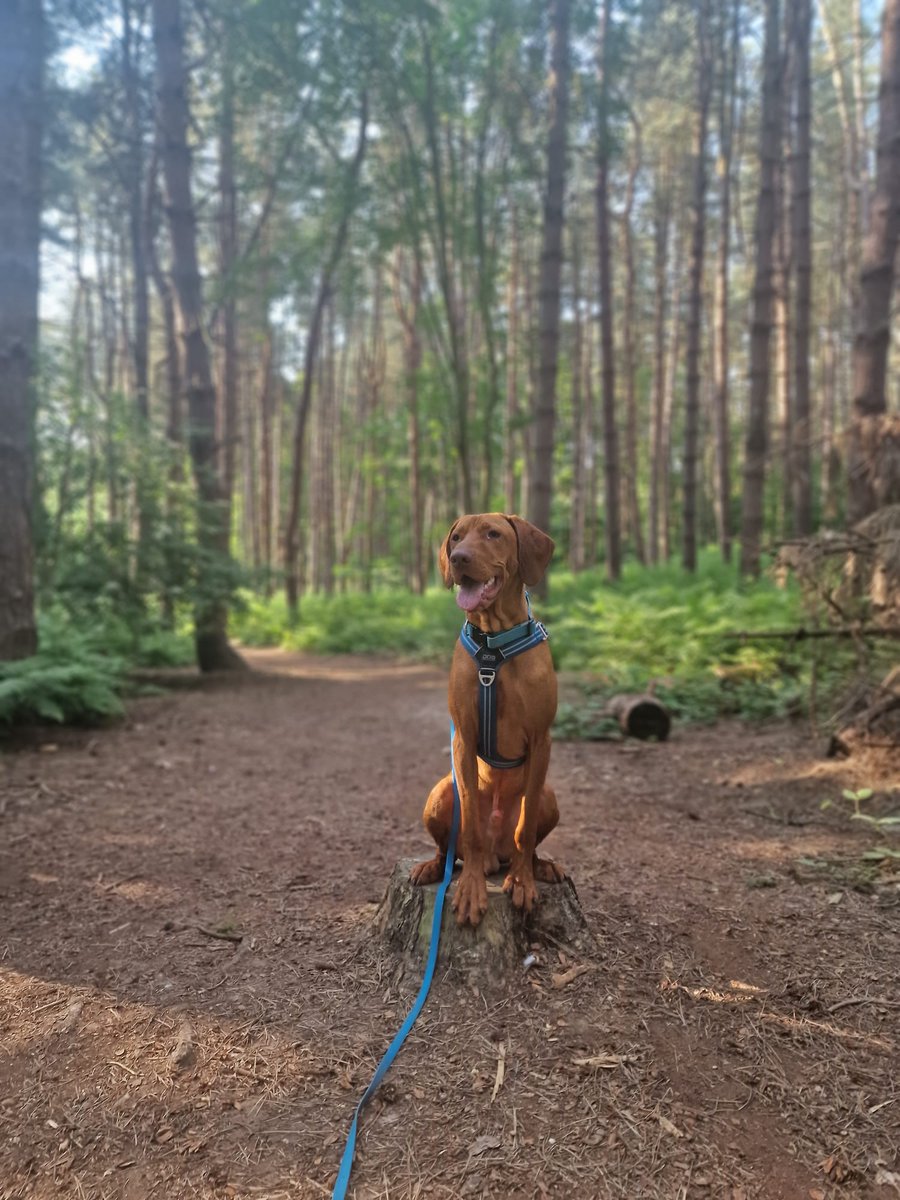 HivefleetHorror's tweet photo. Some name their dogs after warhammer lore, he's just dear friend in old English Deorwine aka Darwin https://t.co/8xtdhL0OWY