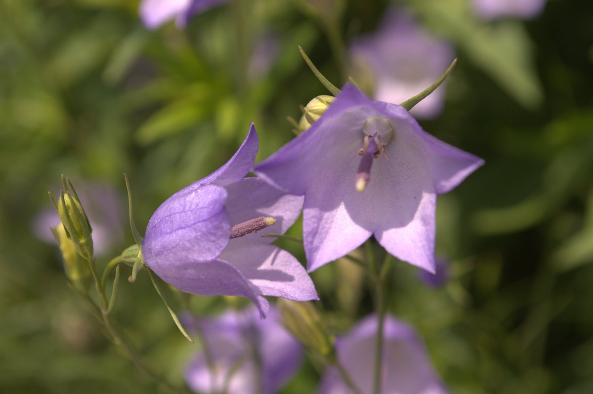 OISE_SCAN's tweet photo. The adota'gons / bluebells are out in full force! These delicate bell-shaped flowers ring in the coming of summer (bell emoji). The Northwest Haida peoples believe picking these flowers will bring rain—but thankfully we're getting plenty of that today! #OISELearningGarden https://t.co/a1SvWaRCM4