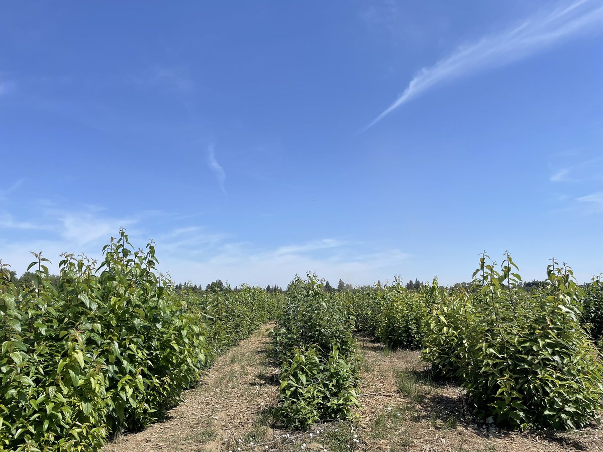 JHBailey_Bale's tweet photo. It’s amazing what a difference 3 months came make!? We need fast growing, sustainable, lignocellulosic biomass as a feedstock for decarbonising the #energy and #transport sectors. Poplar trees can help us with that! #bioenergy #biofuel https://t.co/q7qBY3p22y