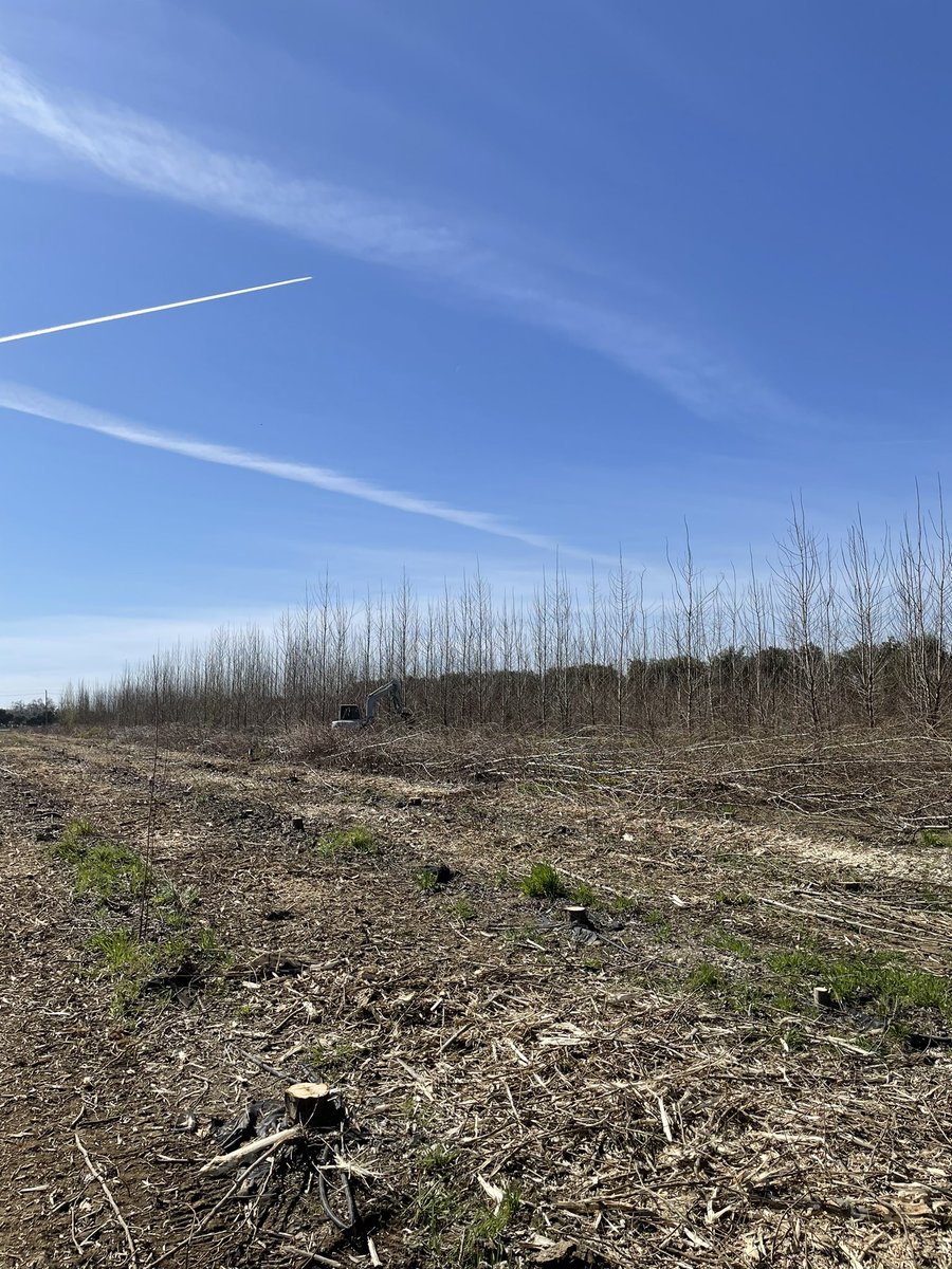 JHBailey_Bale's tweet photo. It’s amazing what a difference 3 months came make!? We need fast growing, sustainable, lignocellulosic biomass as a feedstock for decarbonising the #energy and #transport sectors. Poplar trees can help us with that! #bioenergy #biofuel https://t.co/q7qBY3p22y