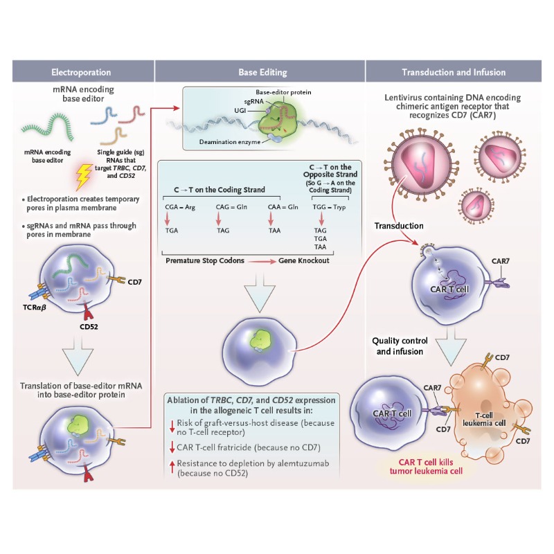 NEJM's tweet photo. Three patients with T-cell ALL were treated with allogeneic CAR T cells that were base-edited to prevent CAR T-cell fratricide and graft-versus-host disease and to evade lymphodepleting serotherapy. https://t.co/y2W8TN4Cmo