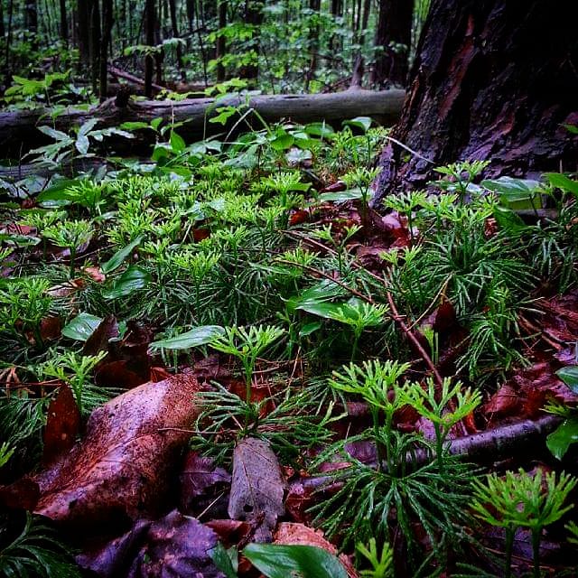 WorkCabinMedia's tweet photo. Wet damp #forest mornings for the win, for exciting all the senses! https://t.co/RrjlPexxE8
