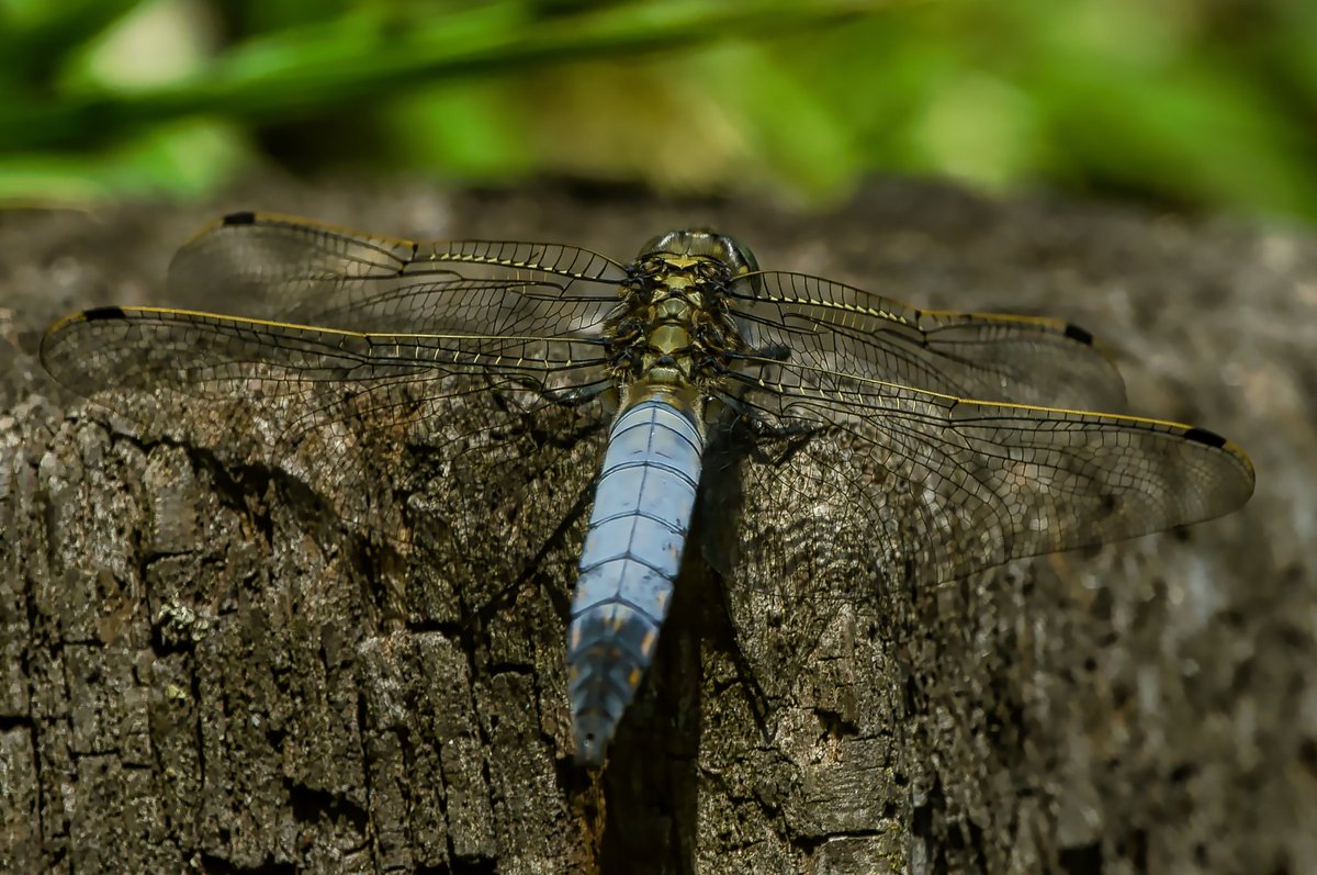 The black-tailed skimmer (Orthetrum cancellatum) is a dragonfly belonging to the family Libellulidae. #ThePhotoHour #dailyphoto #PintoFotografia #photography #fotorshot #Viaastockaday #art #photooftheday #photographer  #portraitphotography #Macro
#wildlifephotography @MacroHour