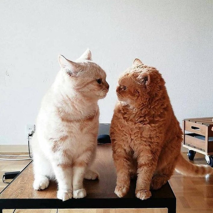 ShouldHaveCat's tweet photo. https://t.co/N1RHrrmRAW