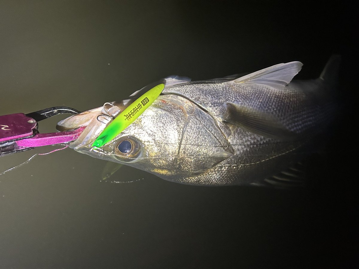 Rage1118Srh's tweet photo. レガリアに助けてもらいました
2キャッチ
#鳥取県 #山陰 #シーバス #釣り好きと繋がりたい #foojinRS #LYNX93M #LEGARE #LEGALIA #飛距離は正義 https://t.co/ad4sfs1t1e