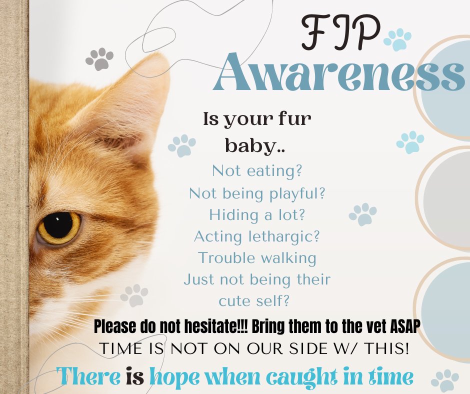 BlackCattRescue's tweet photo. There is hope when caught in time 💙 FIP Treatment 💙 #fipawareness #fiptreatment #blackcatrescue #FIP #catlovers https://t.co/Cqjei3RWgg