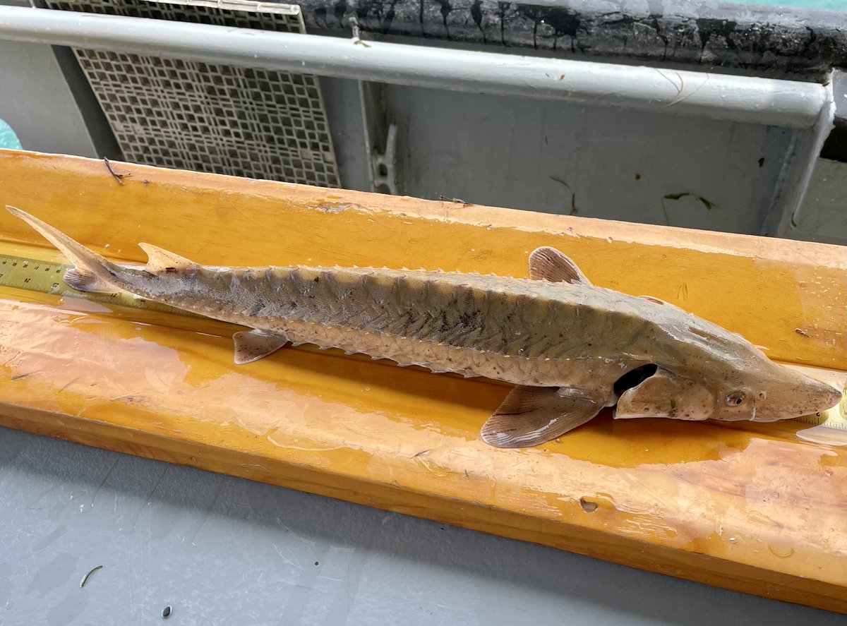 🚨 SMALL STURGEON ALERT 🚨 

We caught the smallest #sturgeon of this year’s #LakeSturgeon survey in the #StClairRiver thus far today!  The fish measured 22 inches long and weighed 2 lbs!

#SturgeonSetlineDiary #Sturgeon #GreatLakes #GreatLakesSci