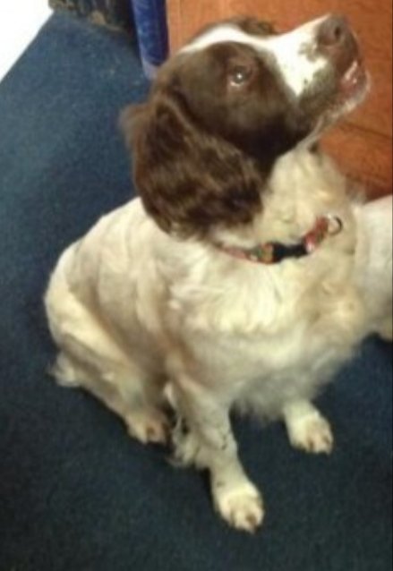 TASHY #SpanielHour

TASHY is an Elderly Female #EnglishSpringerSpaniel Spayed Liver and White was wearing a tag & is Microchipped Deaf, Arthritic, wearing Red Collar

She's been #Missing since 31 May 2023 #Torrington Commons EX38

PLEASE KEEP LOOKING

doglost.co.uk/dog-blog.php?d…