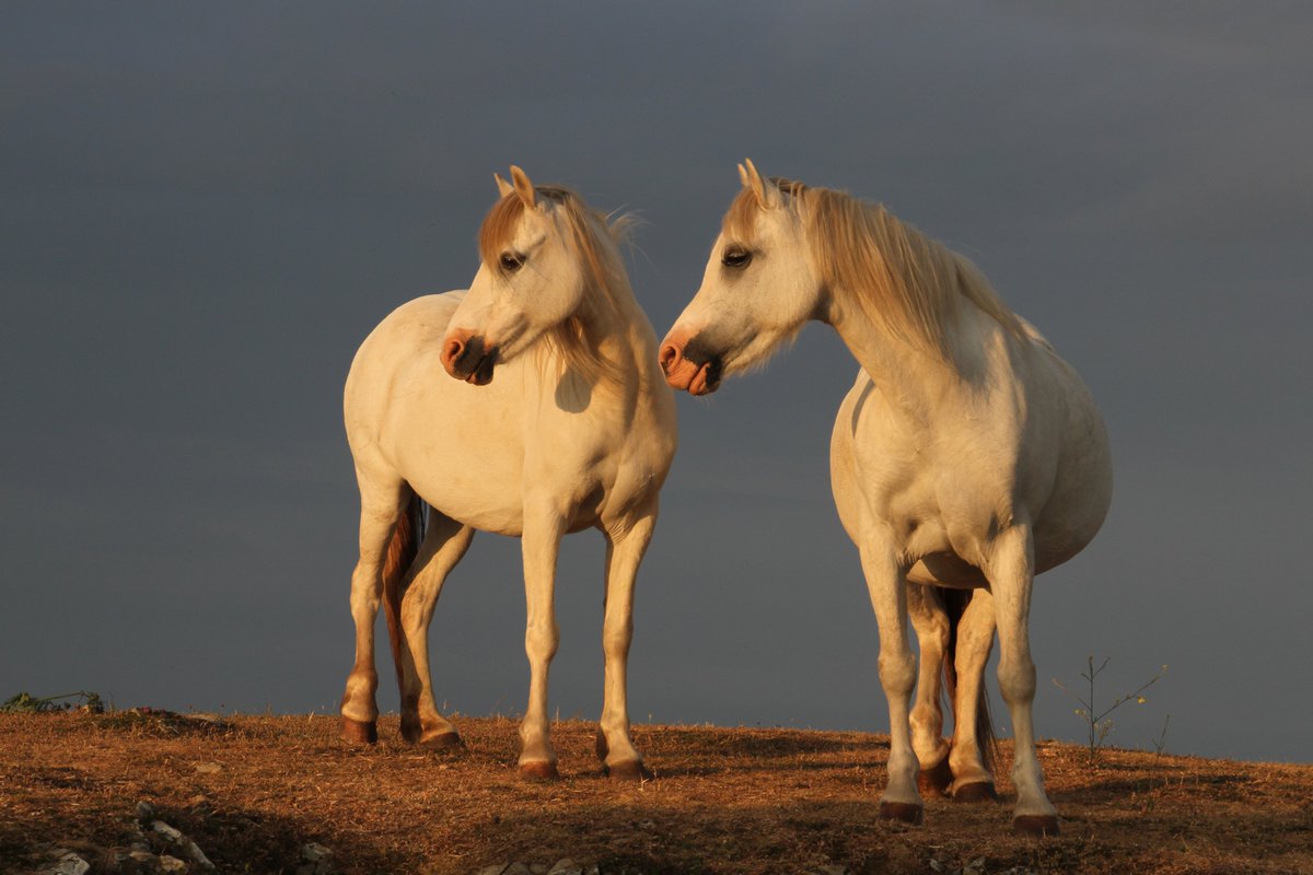 Ponies on the #WalesCoastPath between Pwlldu and Brandy Cove, in the warm light before the rain came on Sunday evening… #Gower #Wales