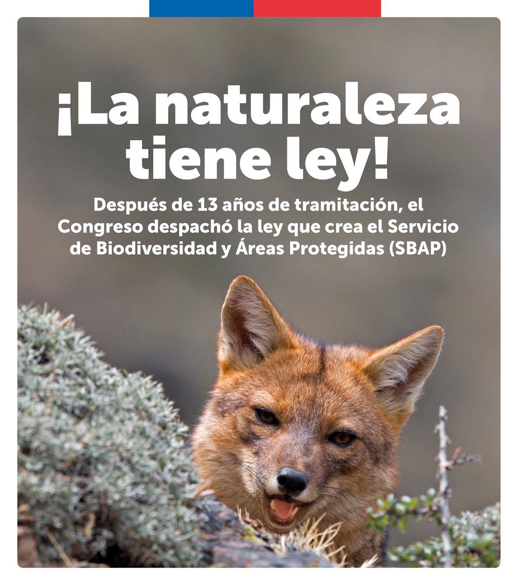 Segpres's tweet photo. ✅#LeyParaLaNaturaleza | ¡Chile contará con un Servicio de Biodiversidad y Áreas Protegidas! 

Este miércoles, la Sala de la Cámara despachó a ley el proyecto que crea este servicio público que contribuirá a la conservación de la diversidad biológica del país 🌿. https://t.co/rhOgMnAAod