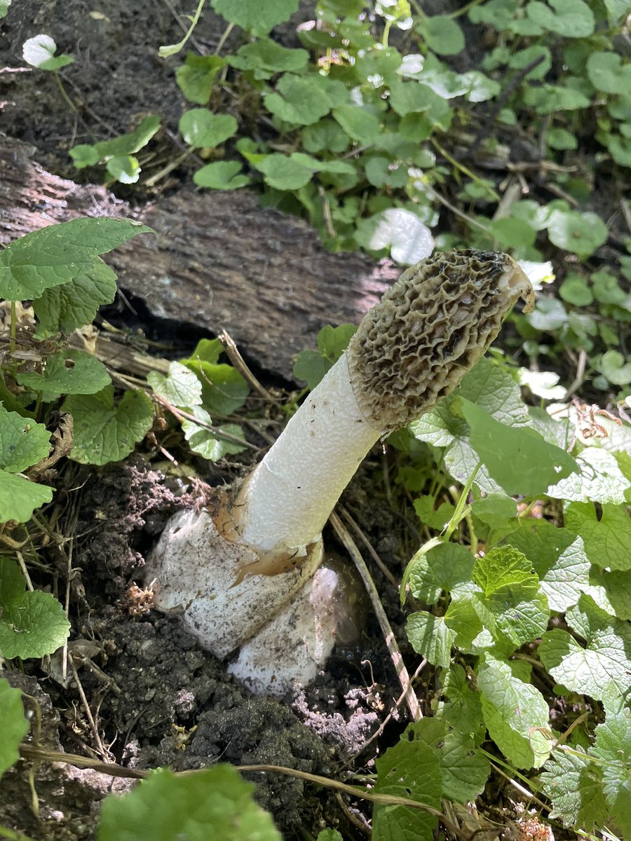 Eden-Rose Coppice Trust tweet media