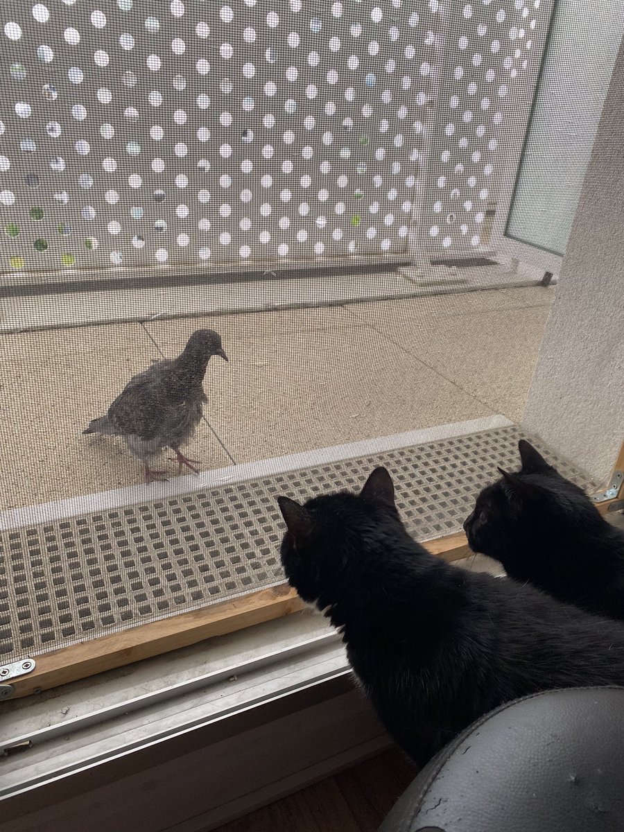 Il faut que je vous présente Escabeau. 

Escabeau est un pigeon qui est arrivé sur notre balcon lundi matin. Il avait l’air mal en point, je pense que l’orage de la nuit l’a pas gâté. 

Il était tout rabougri et tremblant avec les plumes en vrac.