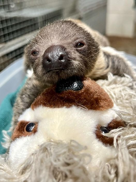 Baby sloth is one week old today!