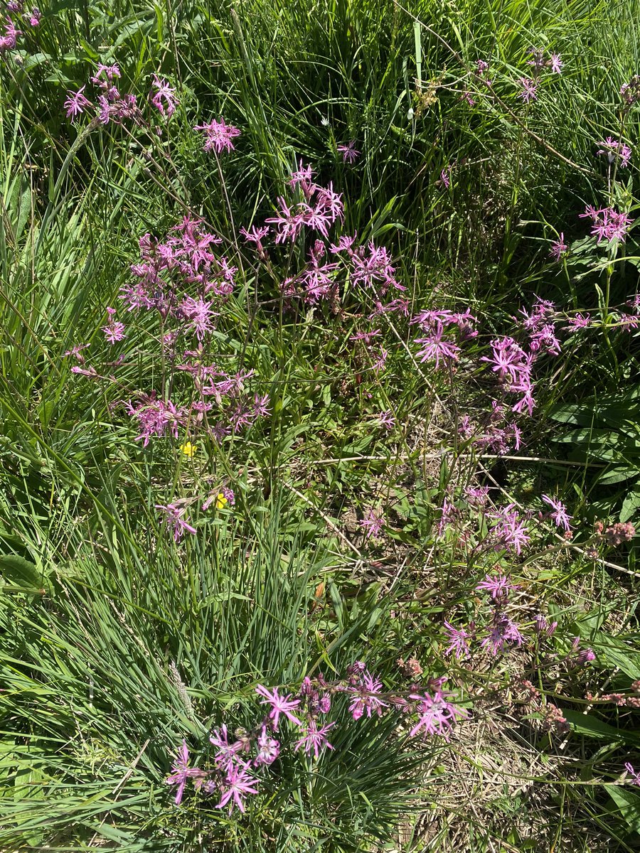 Another awful day of botany at Cae Eglws, awful views and no botany, No Orchids, no Dyer's Greenweed (Genista tinctoria) and definitely no Ragged Robbin (Silene flos-cuculi) @BotanyBrecknock @BSBIbotany @theNPMS @WTSWW @wildflower_hour