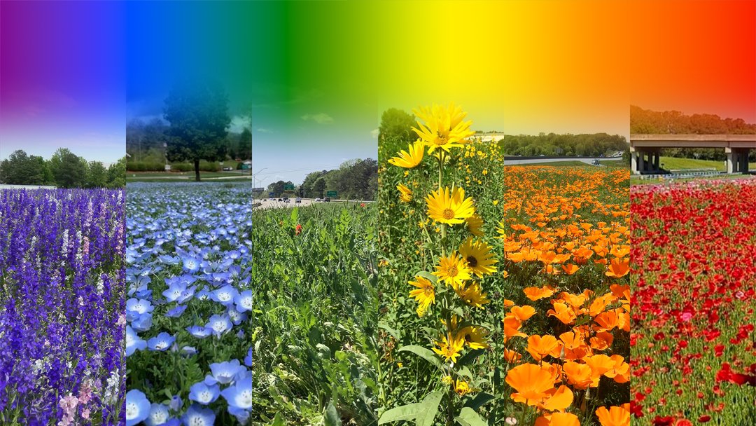 Our wildflowers welcome all travelers to North Carolina!

#PrideMonth