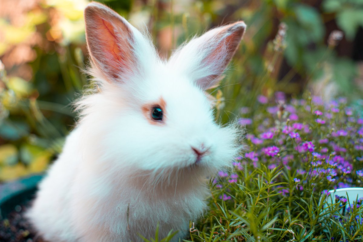 Si tu es en manque de sérotine, je te propose des photos de bébés lapins que j'ai fait cette après midi ! Déroule, c'est un thread 🫶📸