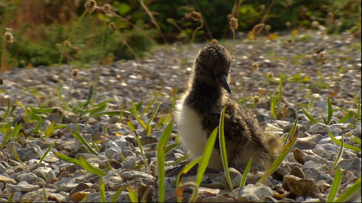 BBCSpringwatch's tweet photo. Our oystercatcher chicks are growing up fast 😍

There's a high chance of predation at this age, but they have super feisty parents who are fending off would be attackers. 

#Springwatch 🤍 https://t.co/UkiJ8d0g6P