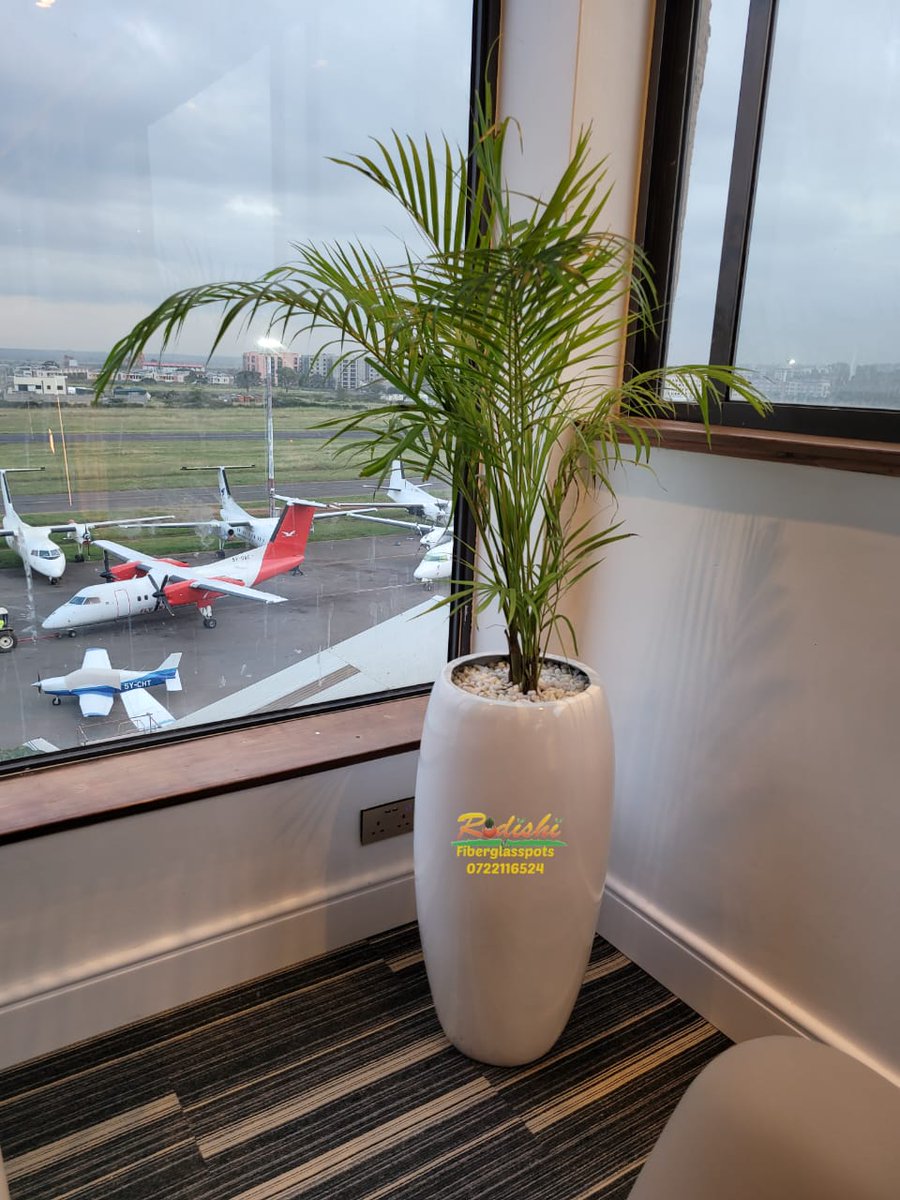 Rodishifibrepot's tweet photo. It's a golden #palm #plant overlooking.... @skywardexpress at #wilsonairport
📞0722116524 for free consultation on #officeplants #pottedplants #fibreplanters #fibrepots #modernplanters #uniqueplanters #indoorpots #Indoorplants #outdoorplants #corporate #pots #flowers #modernpots https://t.co/U4laQ658b8