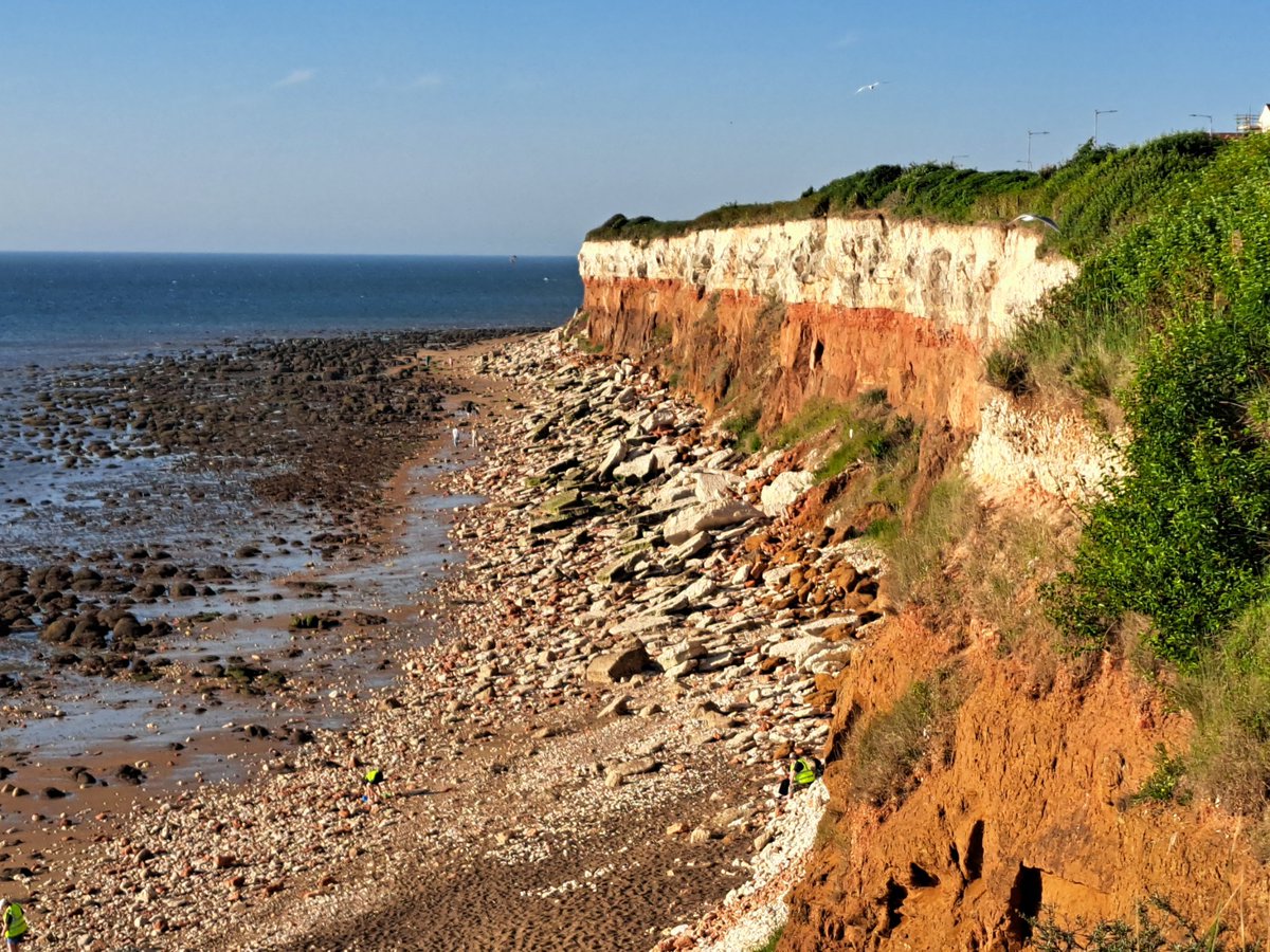 Hunstanton's Fulmars all excited at prospect of annual count today. 89 AONs well down on last year's 102 and the lowest since I started counting here in 2007. No obvious signs of Avian Influenza.