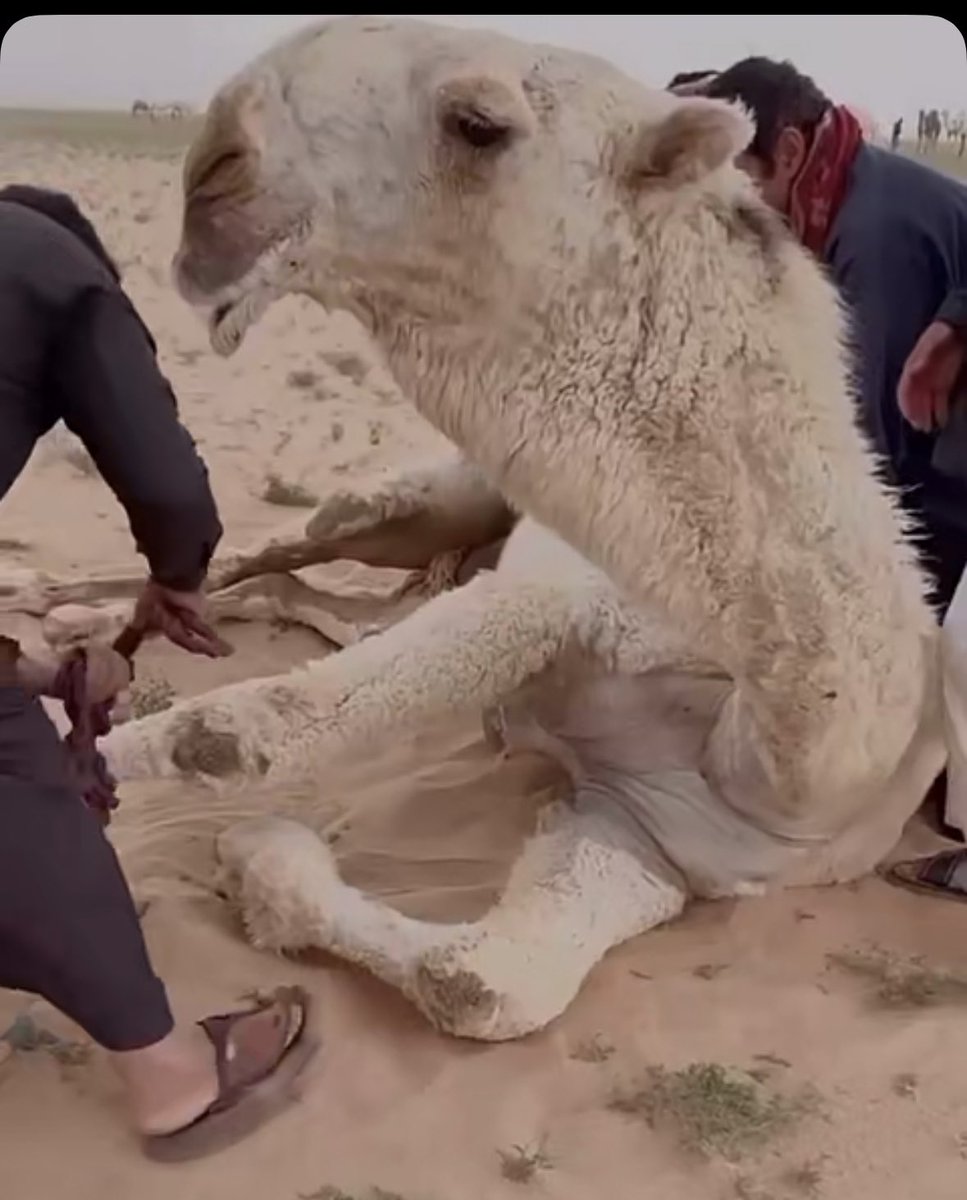 انا من المعجبين في القعود ذا 
الله يبارك له 

#لبن_هضبان_البقمي