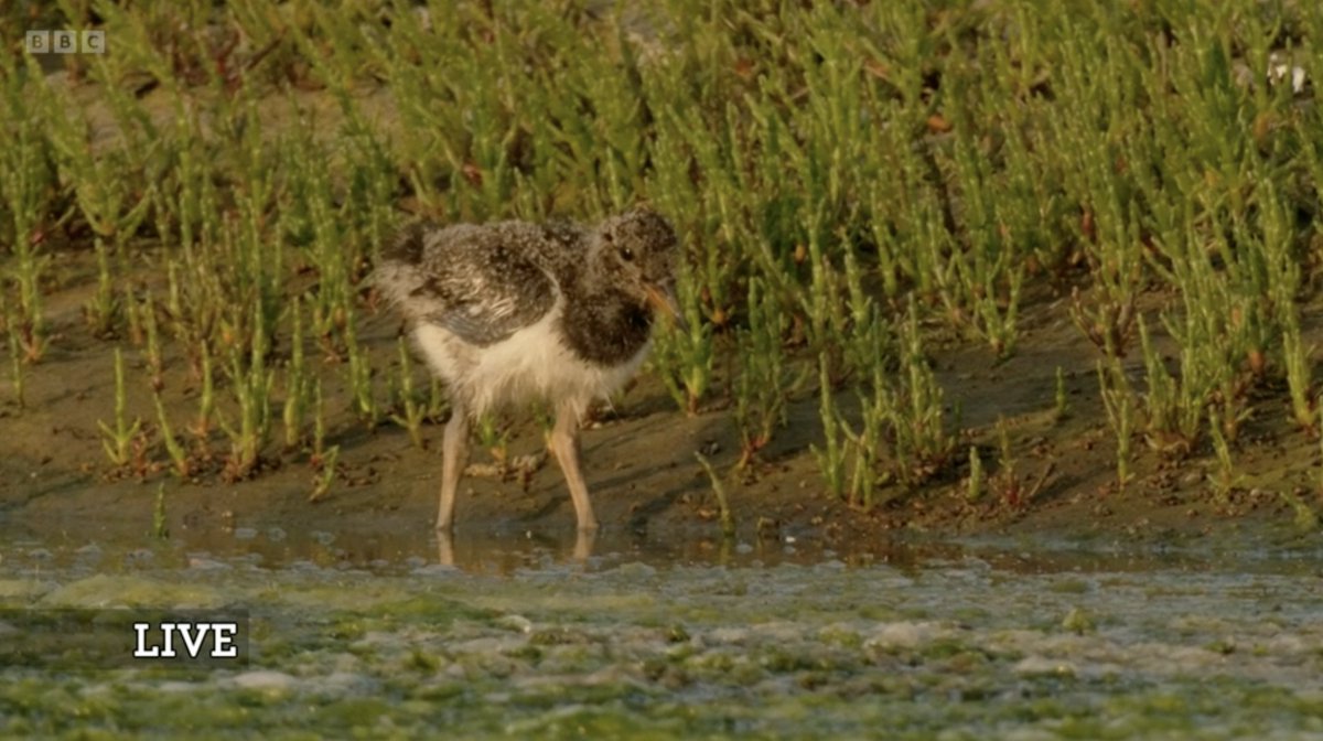 No Context Springwatch tweet media