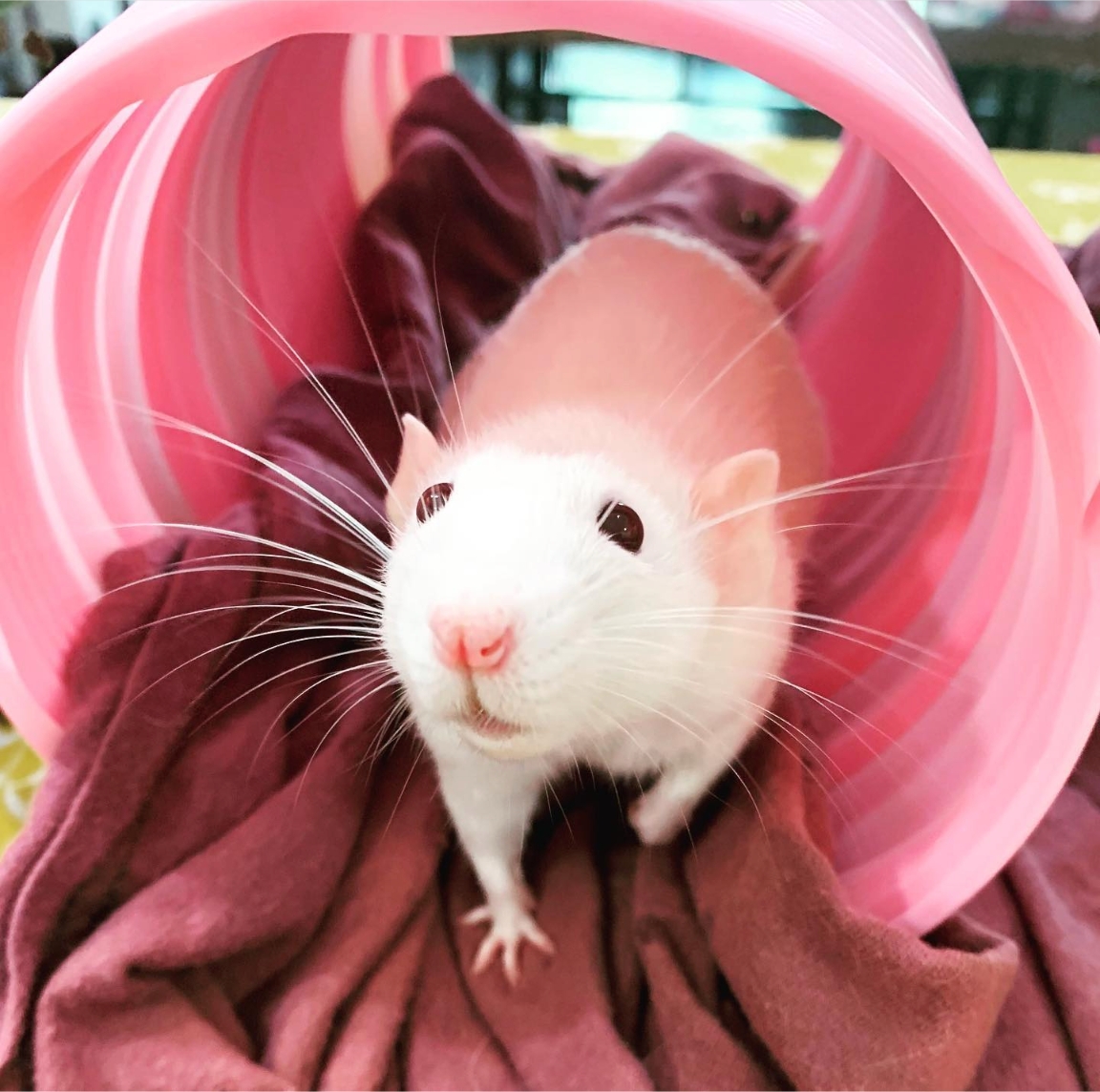 atlantapetlife's tweet photo. This adventurous rat is on a mission to find its way to the weekend! Navigating through the maze of weekdays, it's determined to reach that sweet Friday destination. Hang in there, little explorer! The weekend is just around the corner. 

#WhiskerWednesday #WeekendBound https://t.co/LfYI8qxlfp