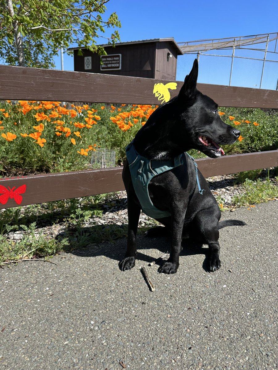 It's like South Berkeley wants to keep me forever. New veterinarian opened practice on the other side of the park, she's smart, and my dog loves her. 

I love this place.