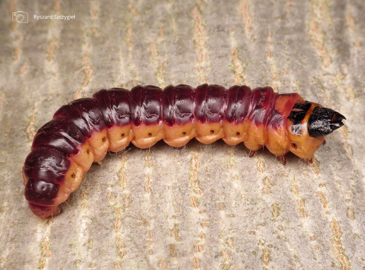 Caterpillars of the Goat moth live inside the trunks of a variety of broadleaved trees, feeding on the wood. Digesting wood is a slow process, so the caterpillar takes four years to reach full size (Up to 10cm!) butrfli.es/2wSUSEg #Springwatch @BBCSpringwatch