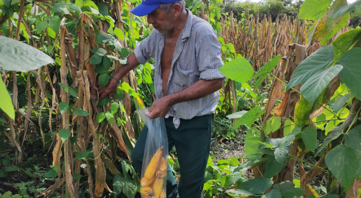 CIMMYTesp's tweet photo. Una evaluación del manejo de la #biofertilización en el rendimiento de maíz se desarrolló en la plataforma de investigación de Yaxcabá, en Yucatán. Se trata de una investigación colaborativa entre la @UADYoficial y el @CIMMYT.

Entérate 👉 https://t.co/Goj4ifaHzV https://t.co/go3hLfYhiB