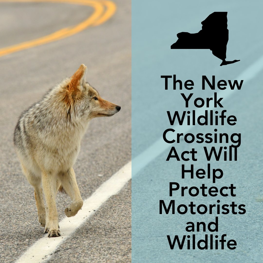 NY legislators have a final chance to pass the NY Wildlife Crossing Act next week!   @carlheastie, please ensure this critical bill to protect our state’s wildlife and enhance roadway safety makes it over the finish line. #nywildlife #wildlifecrossing