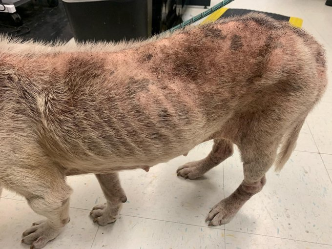 psychicwhisper3's tweet image. 🌹🐾ROSE 🆘#A356599 4 Yrs
 Female APB Mix 
 Came In As A Stray With HairLoss
 All Over Body😱Flea Allergy Likely
 Medicated🛁With Help Her Heal
😢Alopecia &amp;amp; Anemic 
😱Will Die 📕6/15 4:00pm📕
 By #CorpusChristiTX Plz #Pledge4RESQ
📧ccacsrescues@cctexas.com
☎️361-826-4630