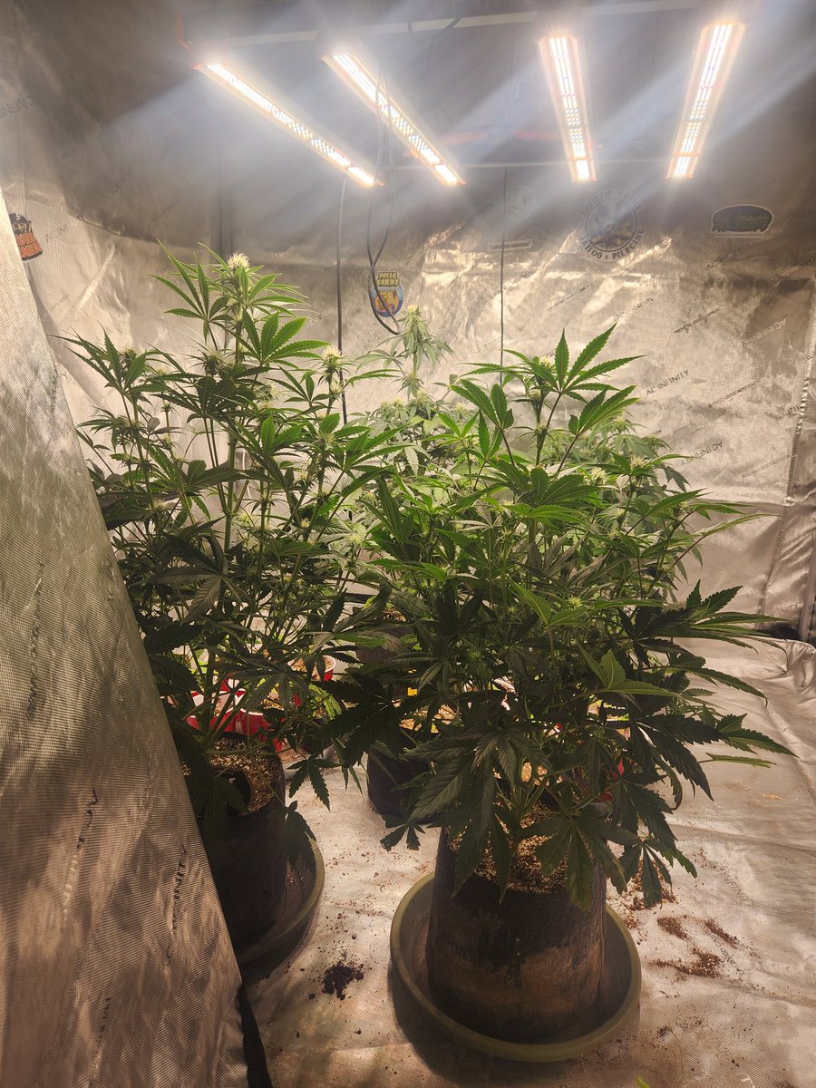 @spiderfarmerled SE3000 is bright af,  these @MephistoGenetic girls and @irvineseedco  babies are loving it and the @iBEX_Nutrition #goatnutes is 🔥🔥🔥 #growyourown #irvinearmy #spiderfarmerled #girlsgrow #ibexnutrition