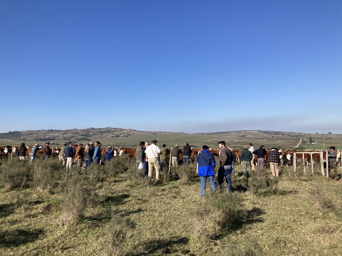 PabloLlovet1's tweet photo. Excelente jornada del Proyecto FPTA Gestión del Pasto en Pan de Azúcar @PlanAgro . Gracias a la familia Rubio por recibirnos y mostrarnos: acciones tomadas frente a la seca, recría de hembras y machos, vacas multíparas, medición de pasturas, decisiones !!! https://t.co/zsCGC8g6ep