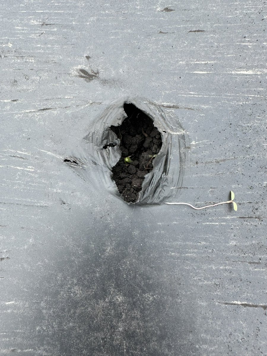 ChrisPawelski's tweet image. Scenes in the field on the farm the last couple days. #farm #farming #sprouting