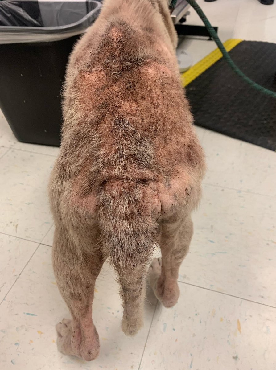 psychicwhisper3's tweet image. 🌹🐾ROSE 🆘#A356599 4 Yrs
 Female APB Mix 
 Came In As A Stray With HairLoss
 All Over Body😱Flea Allergy Likely
 Medicated🛁With Help Her Heal
😢Alopecia &amp;amp; Anemic 
😱Will Die 📕6/15 4:00pm📕
 By #CorpusChristiTX Plz #Pledge4RESQ
📧ccacsrescues@cctexas.com
☎️361-826-4630